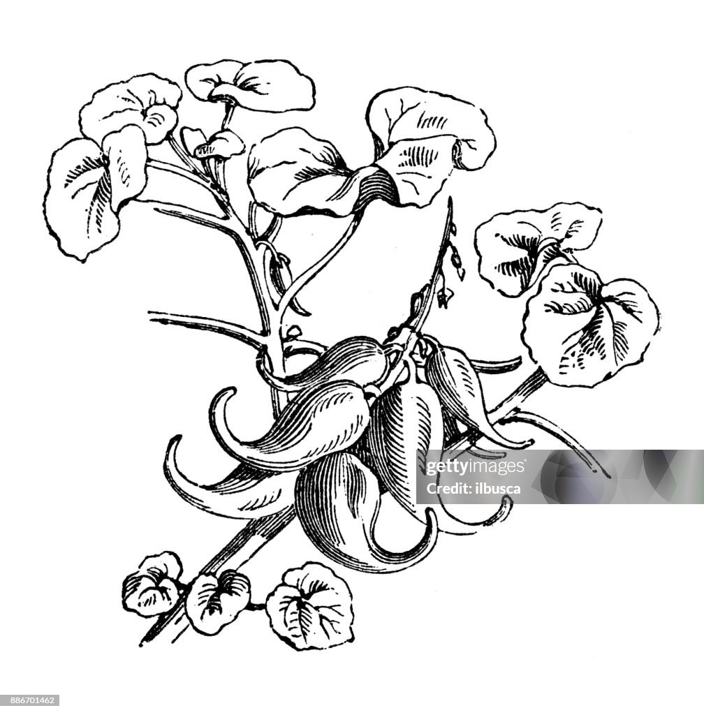 Botany vegetables plants antique engraving illustration: Proboscidea (devil's claw, devil's horn, ram's horn, unicorn plant)