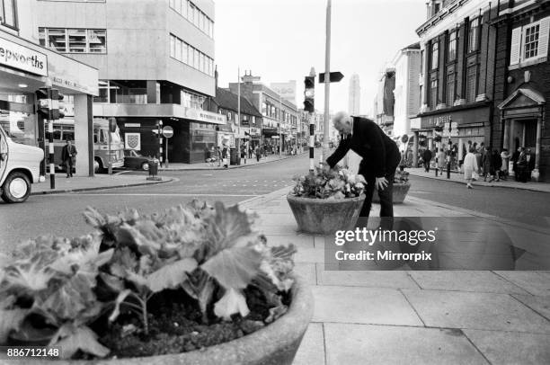 Cabbages replace flowers in Luton High Street, Bedfordshire, 11th October 1966.