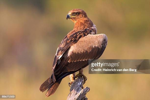 tawny eagle (aquila rapax), kruger national park, south africa - freek van den bergh stock pictures, royalty-free photos & images