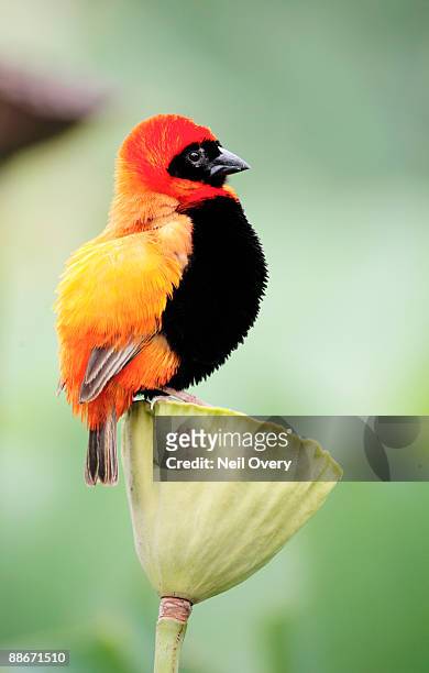 portrait of male southern red bishop (euplectes orix) bird on lily flower seed head, durban, kwazulu-natal province, south africa - euplectes orix stock pictures, royalty-free photos & images