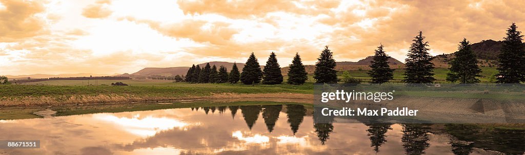 Panoramic of fur trees, Nottingham Road, Natal Midlands, KwaZulu Natal, South Africa