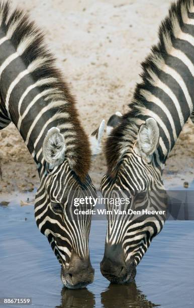 two zebras (equus quagga) drinking water, makgadigadi pans national park, botswana - zebra face stock pictures, royalty-free photos & images