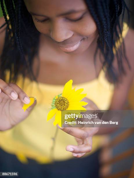 woman picking the pettles off a flower, pietermaritzburg, kwazulu-natal province, south africa - 花びら占い ストックフォトと画像