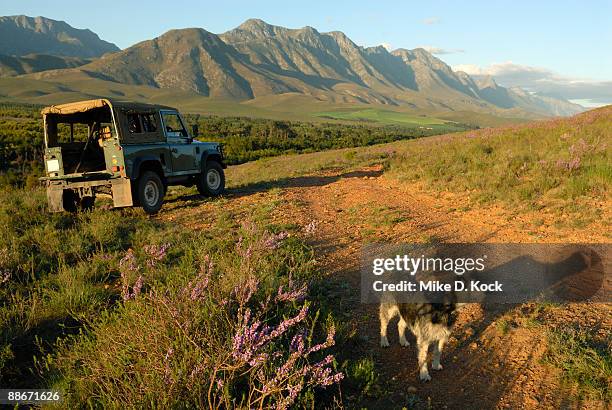 outdoor life with dog and 4x4 in the spring, riviersonderend mountains near greyton, overberg, western cape province, south africa - overberg stock pictures, royalty-free photos & images