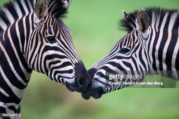 plains zebra (equus quagga) pair interacting - female animal stock pictures, royalty-free photos & images