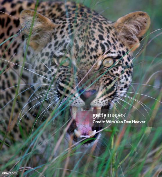 Leopard Anger Angry Leopard Growling Photos and Premium High Res Pictures - Getty Images