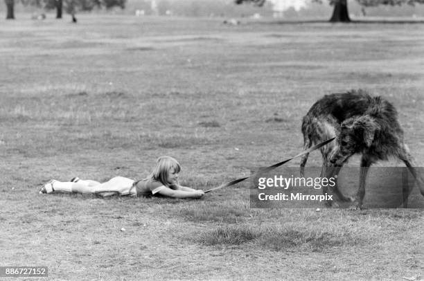 Year-old Billie Joe Hibberd of Wood Green, London, always seems to haven problems whenever she takes her Irish-Wolfhound 'Milligan' for a walk. They...