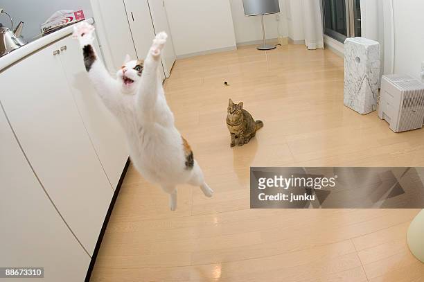 airborne cats  - chat rigolo photos et images de collection
