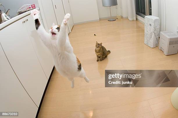 airborne cats  - cat jump stockfoto's en -beelden