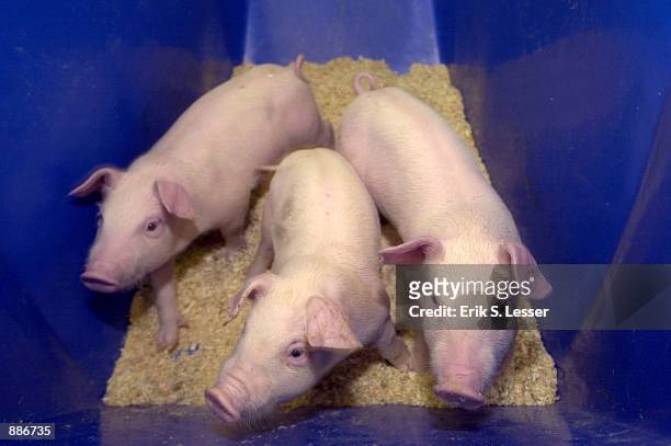 Three cloned one-month-old piglets are shown at the University of Georgia July 1, 2002 in Athens, Georgia. ProLinia, Inc., an agricultural...