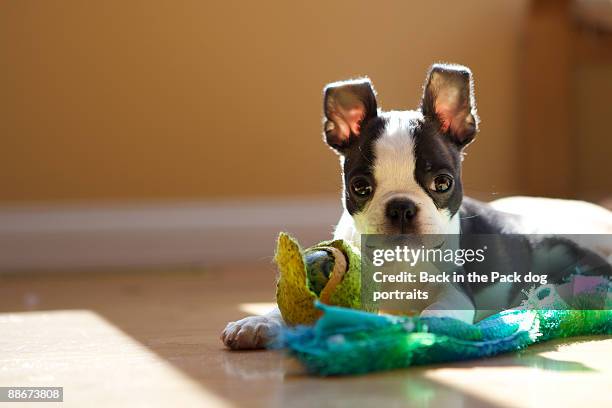 tiny boston terrier puppy chewing on toys - boston terrier photos et images de collection