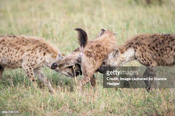 kenya - masai mara - vildhund bildbanksfoton och bilder