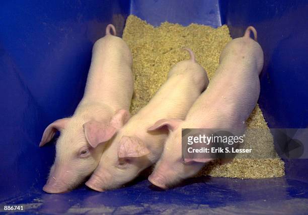 Three cloned one-month-old piglets are shown at the University of Georgia July 1, 2002 in Athens, Georgia. ProLinia, Inc., an agricultural...