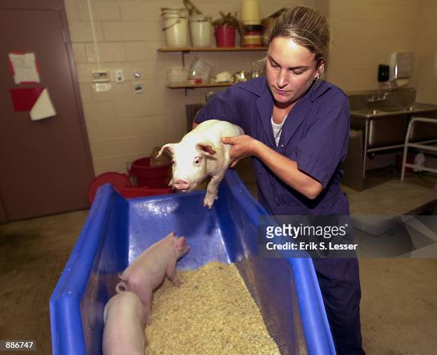 Animal researcher Nanci Williams picks a cloned, one-month-old piglet at the University of Georgia July 1, 2002 in Athens, Georgia. ProLinia, Inc.,...