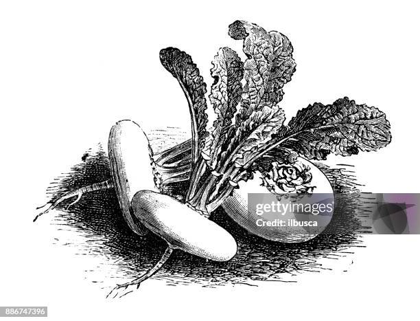 botany vegetables plants antique engraving illustration: white flat turnip - turnip stock illustrations