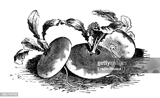 botany vegetables plants antique engraving illustration: red flat turnip - turnip stock illustrations