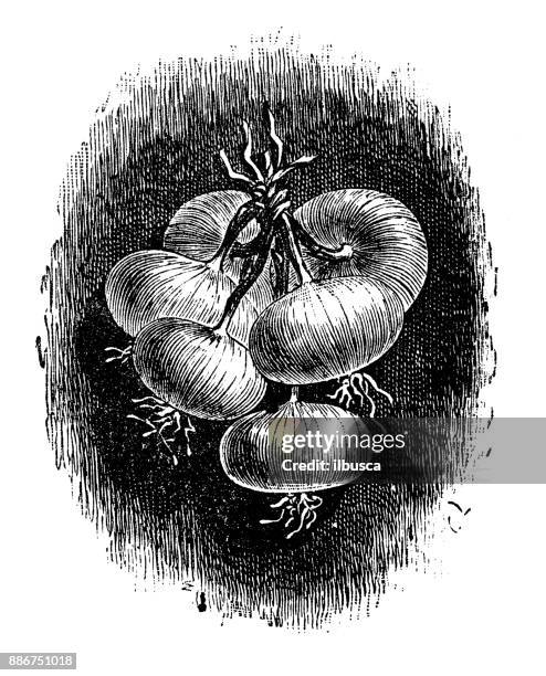 botany vegetables plants antique engraving illustration: white onion - vegetable patch white background stock illustrations