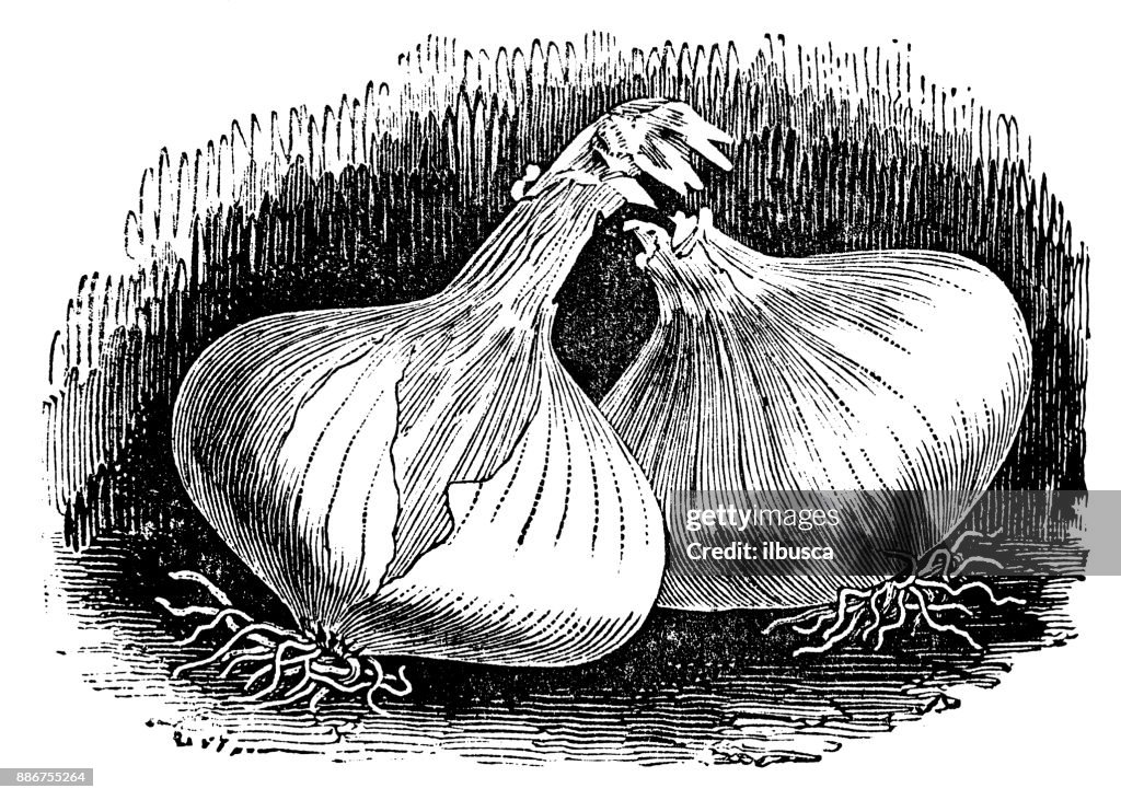 Botany vegetables plants antique engraving illustration: Valencia Onion