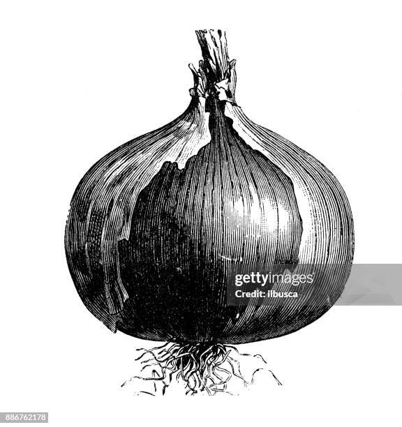 botany vegetables plants antique engraving illustration: rocca red onion - monochrome green stock illustrations