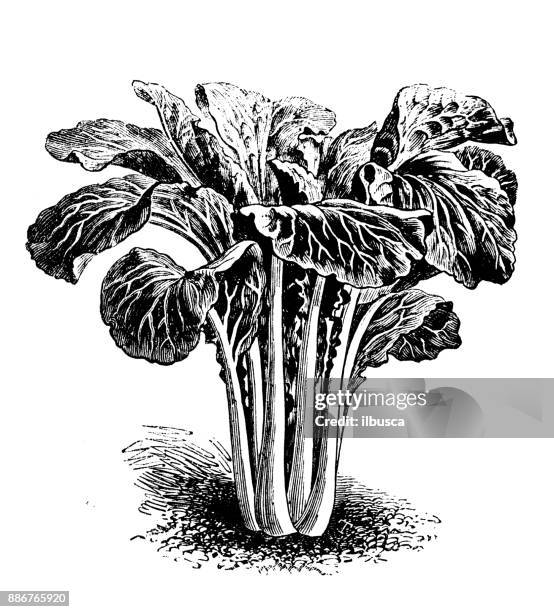 botany vegetables plants antique engraving illustration: pak-choi (brassica chinensis) - chinese cabbage stock illustrations