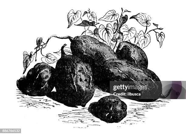 ilustraciones, imágenes clip art, dibujos animados e iconos de stock de botánica plantas vegetales antiguos ilustración grabado: patata dulce malaga - boniato