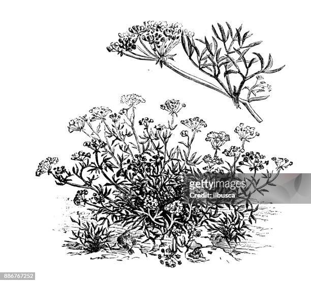 ilustraciones, imágenes clip art, dibujos animados e iconos de stock de botánica plantas vegetales antiguos ilustración grabado: crithmum maritimum (marino, hinojo marino, hinojo marino) - fennel