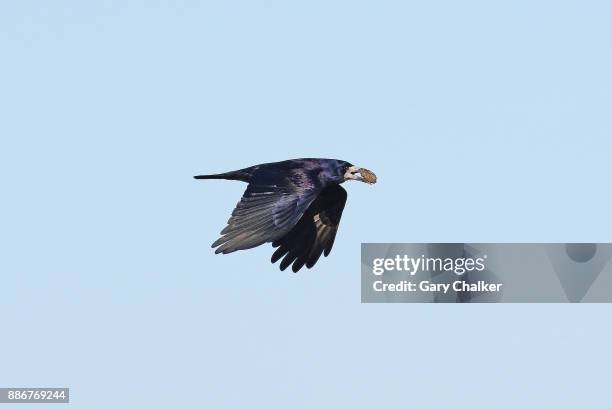 rook [corvus frugilegus] - rook - fotografias e filmes do acervo