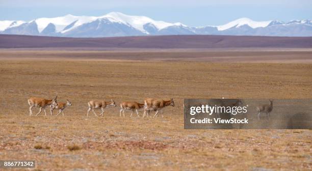 tibetan antelope of hoh xil,qinghai province,china - qinghai province stock pictures, royalty-free photos & images