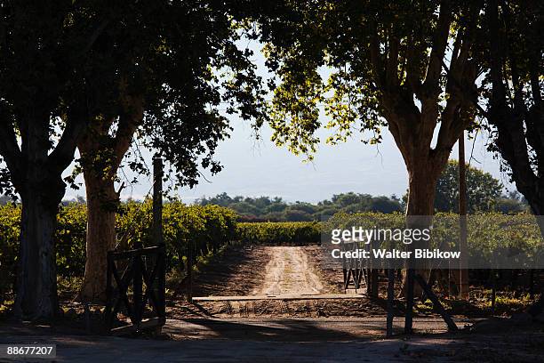 valles calchaquies - argentina vineyard stock pictures, royalty-free photos & images