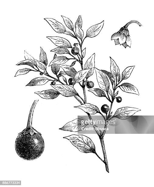 botany vegetables plants antique engraving illustration: cherry peppers - pimento stock illustrations