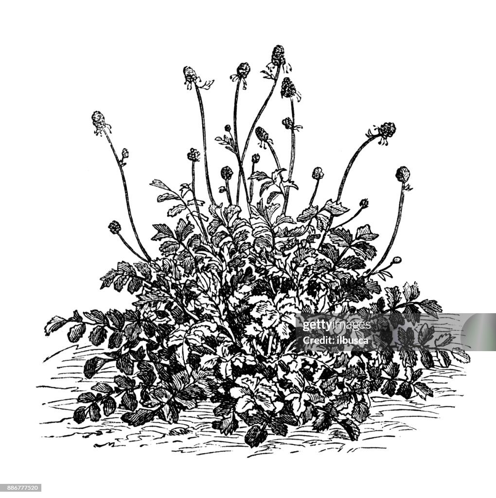 Botany vegetables plants antique engraving illustration: Burnet