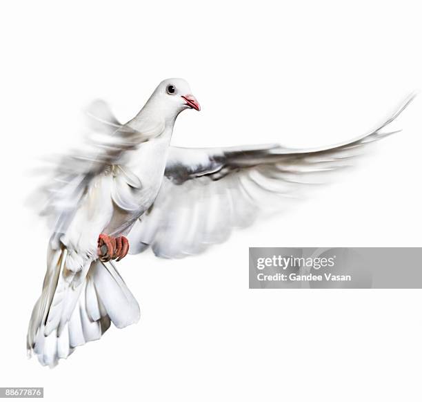 white dove in flight - columbidae stock pictures, royalty-free photos & images