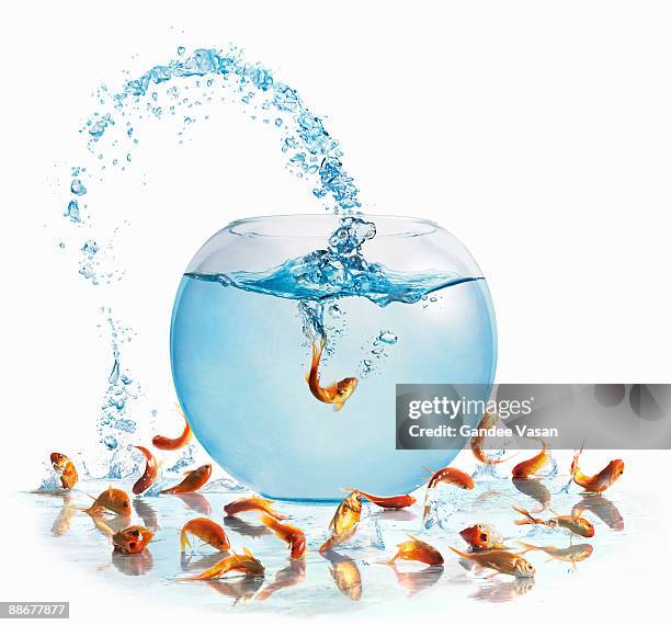 goldfish leaping back into bowl - gandee stock pictures, royalty-free photos & images