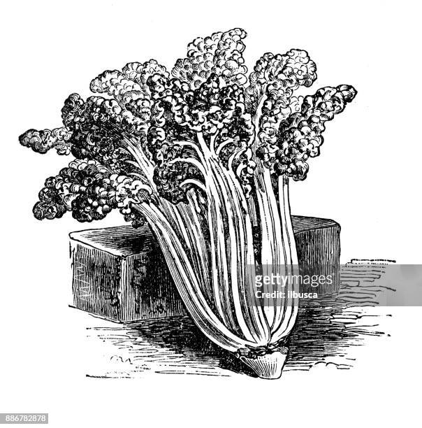 illustrazioni stock, clip art, cartoni animati e icone di tendenza di botanica piante di verdure antica illustrazione incisione: bietola, barbabietola foglia - chard