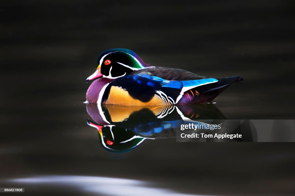 Wood duck