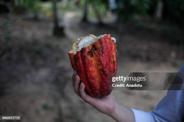 Farmer holds a cocoa fruit in Vichada, Colombia on December 05, 2017. Farmers try to sell cocoa, plantains, fruits, vegetables and rice. People here...