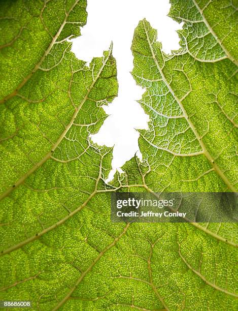 leaf edge detail - gunnera plant fotografías e imágenes de stock