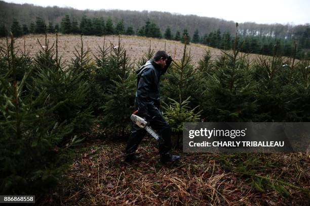 Man walks with a chainsaw as he cuts Christmas trees on a field in Sacquenville, northwestern France, on December 6, 2017.