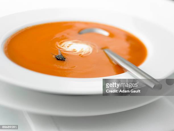 close up of vegetable soup with fly in it - fly insect stock pictures, royalty-free photos & images