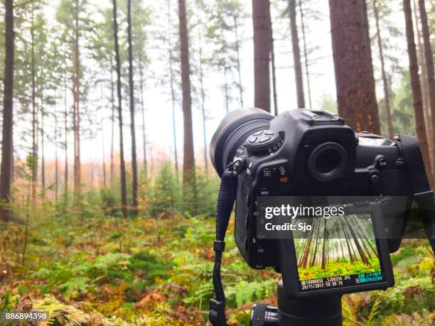 landscape photography in a forest with the new  nikon d850 dslr - nikon stock pictures, royalty-free photos & images