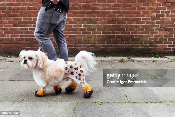 man walking groomed dog with dyed shaved fur - bizarre fashion photos et images de collection