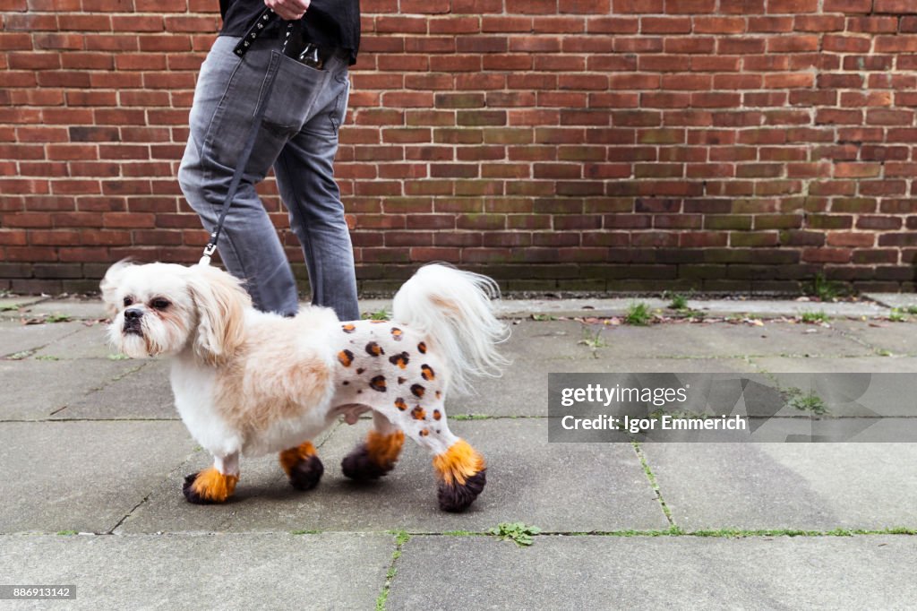 Man walking groomed dog with dyed shaved fur