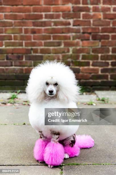 animal portrait of groomed dog with dyed shaved fur, looking at camera - poodle stock pictures, royalty-free photos & images