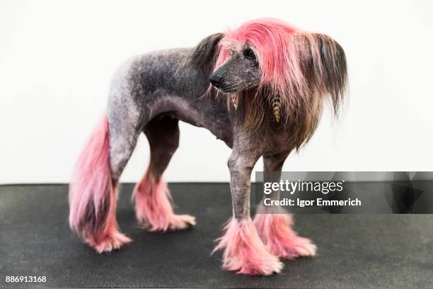 animal portrait of groomed dog with dyed shaved fur, looking away - igor emmerich stock pictures, royalty-free photos & images