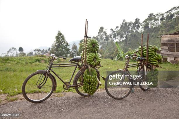 two bicycles on roadside stacked with bunches of bananas, masango, cibitoke, burundi, africa - burundi east africa ストックフォトと画像