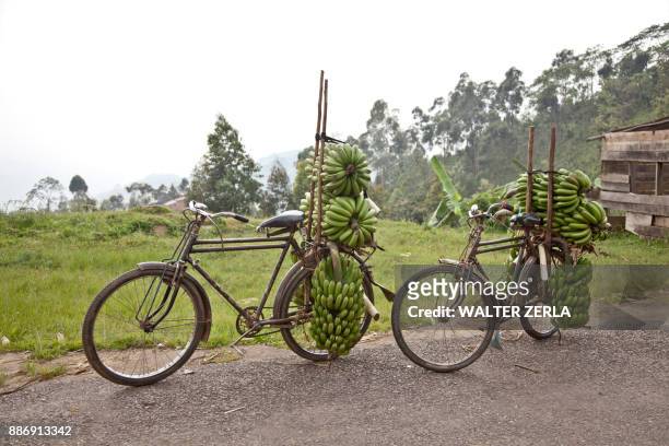 two bicycles on roadside stacked with bunches of bananas, masango, cibitoke, burundi, africa - burundi stock pictures, royalty-free photos & images