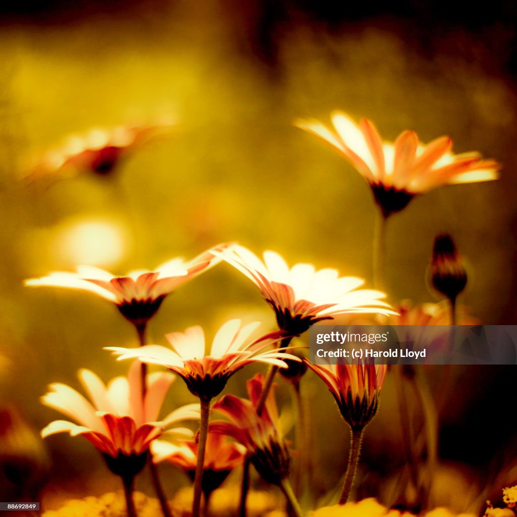 Sinuous Rill Garden Gardens Bright With Sinuous Rills High-Res Stock Photo - Getty Images