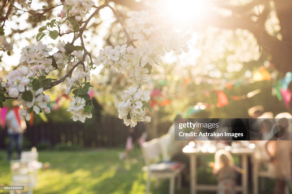 White blossom and people in the background sitting at picnic table