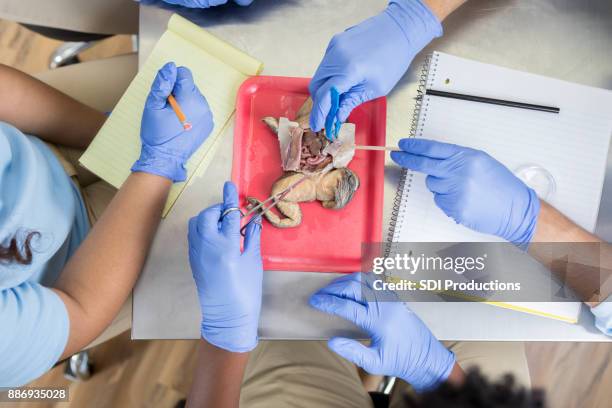 high angle view of student dissecting frog - frog dissection stock pictures, royalty-free photos & images