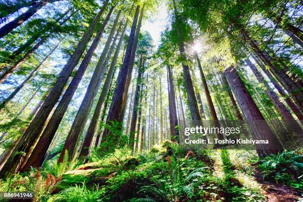 sunlight at redwood state park, california - floresta de sequoias - fotografias e filmes do acervo